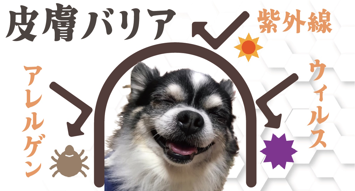 皮膚バリア
