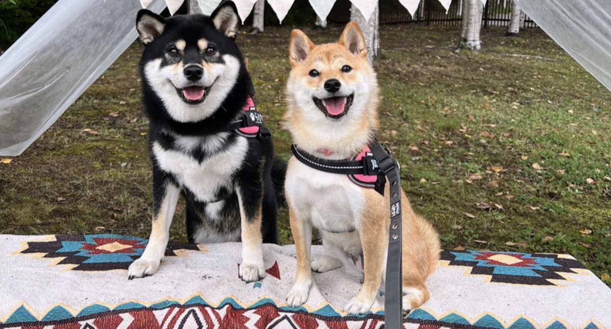 柴犬