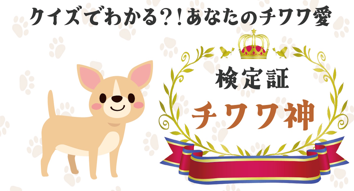 チワワ