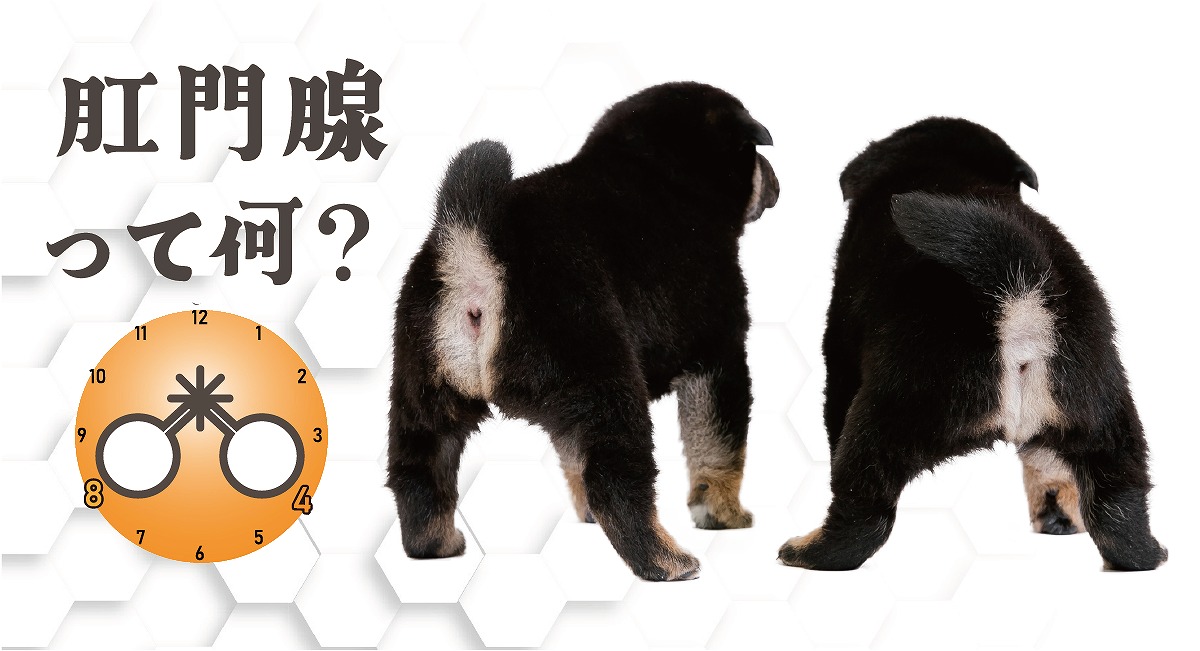 犬の肛門腺のすべて