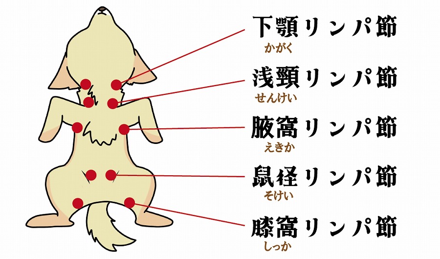 リンパ節