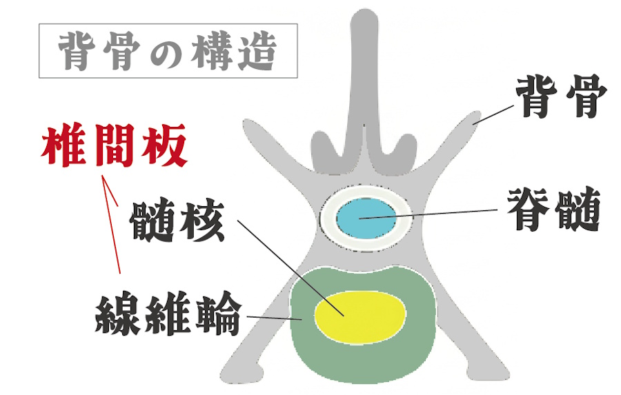 背骨の構造