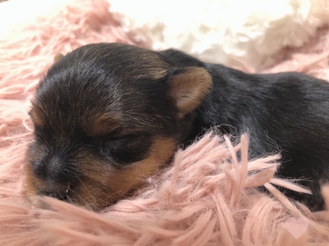 ヨーキー子犬
