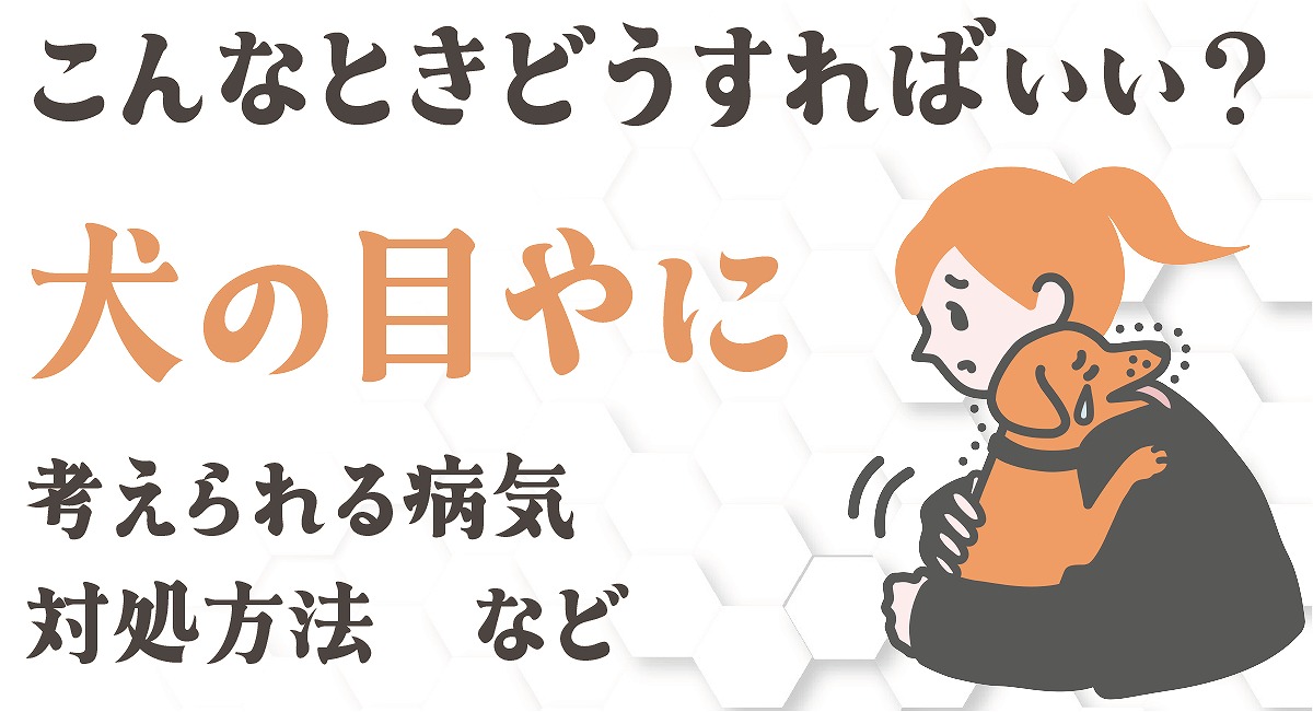 犬の目やに