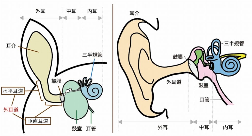 耳の構造