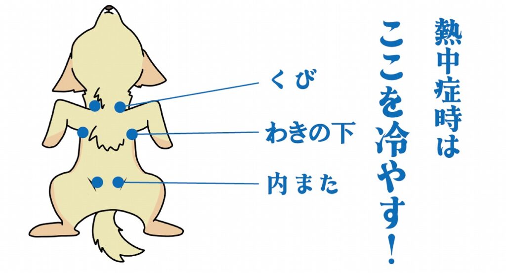 熱中症で冷やす部位