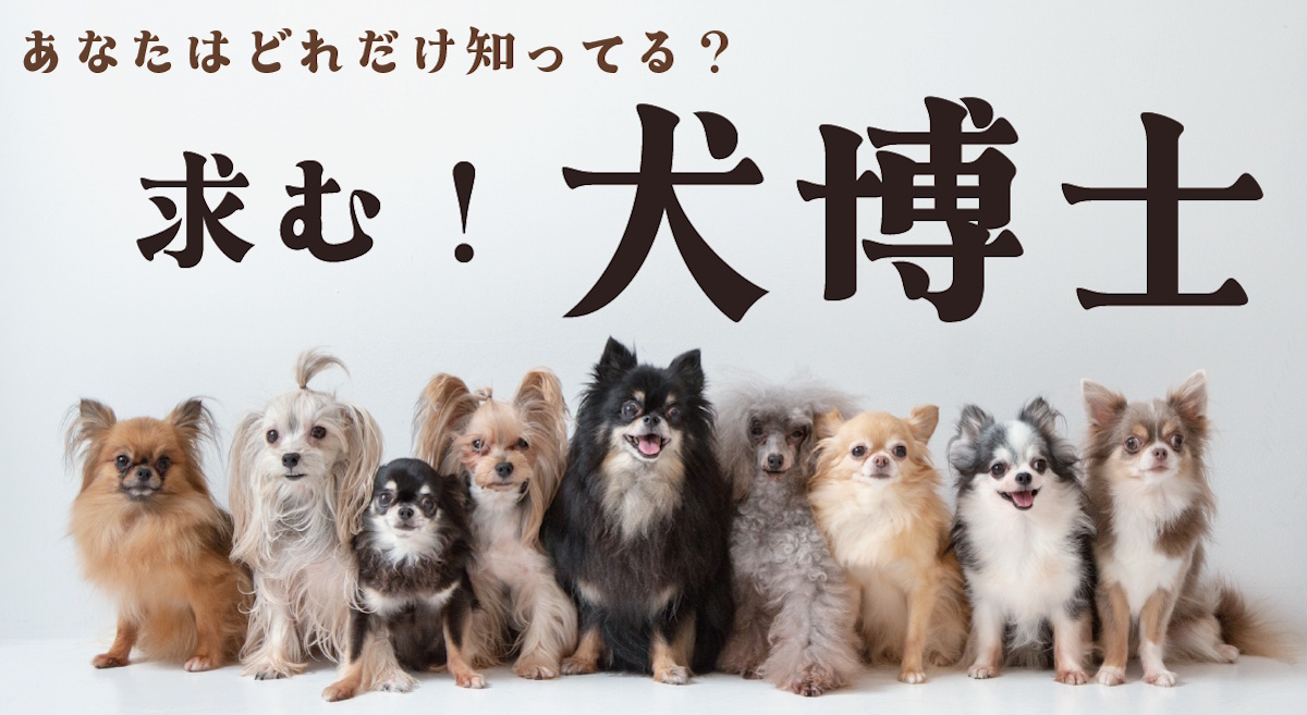 犬種当てクイズ
