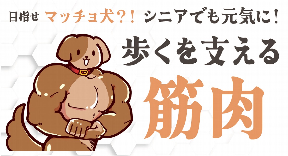 犬筋トレ