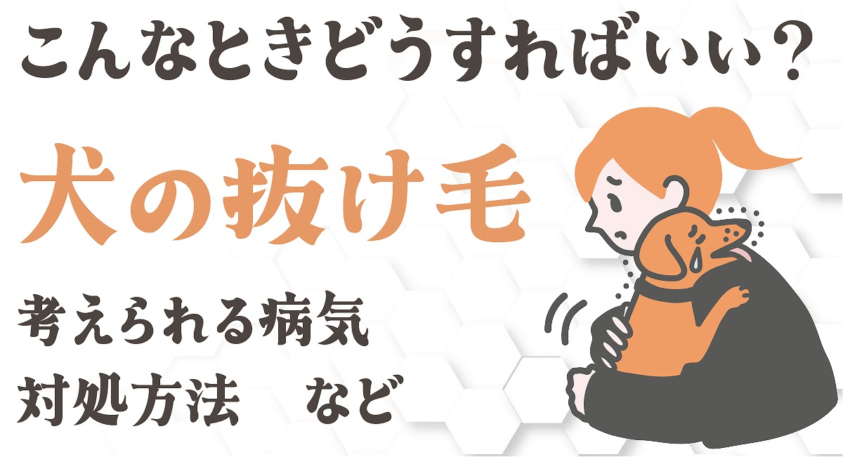 犬抜け毛