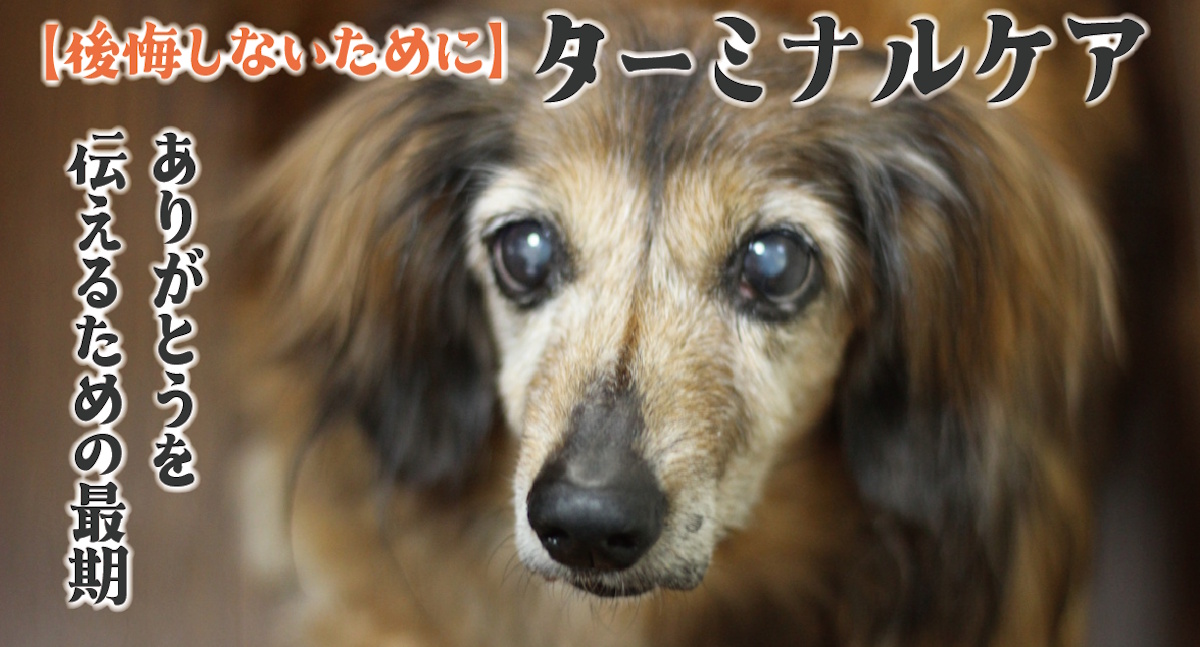 ターミナルケア
