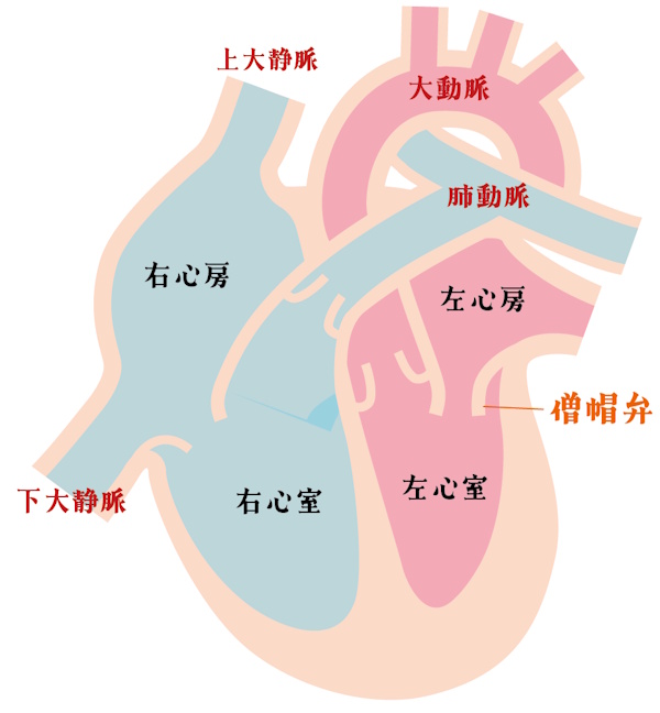 心臓解剖